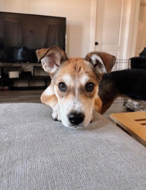 Sylvi, an adoptable Husky, Shepherd in Humboldt , SK, S0K 2A0 | Photo Image 3