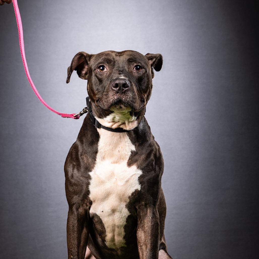 Enlarge Bingo, a Adoptable Mixed Breed in Jupiter, FL image 1/6