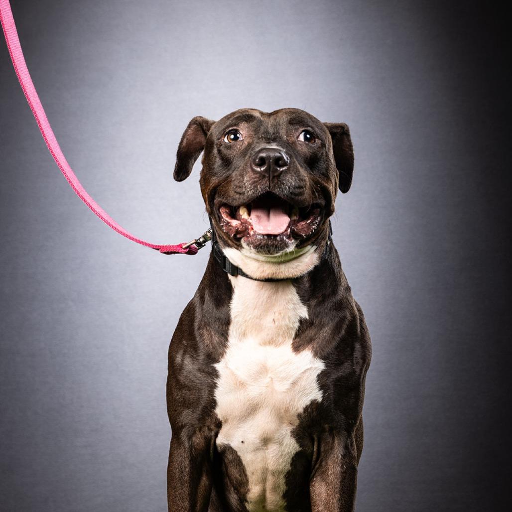 Enlarge Bingo, a Adoptable Mixed Breed in Jupiter, FL image 1/6