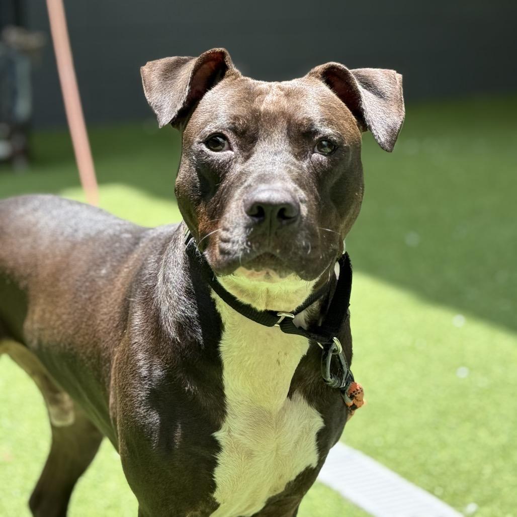 Enlarge Bingo, a Adoptable Mixed Breed in Jupiter, FL image 2/6