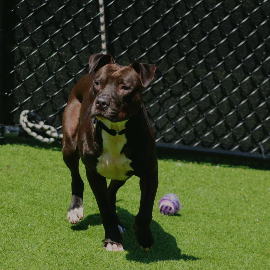 Enlarge Bingo, a Adoptable Mixed Breed in Jupiter, FL image 3/6
