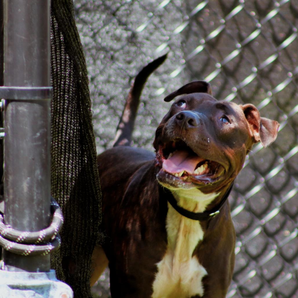 Enlarge Bingo, a Adoptable Mixed Breed in Jupiter, FL image 4/6