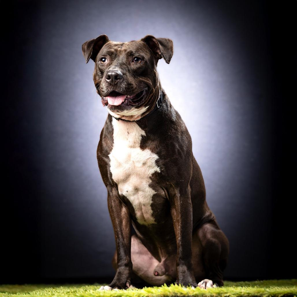 Enlarge Bingo, a Adoptable Mixed Breed in Jupiter, FL image 3/6