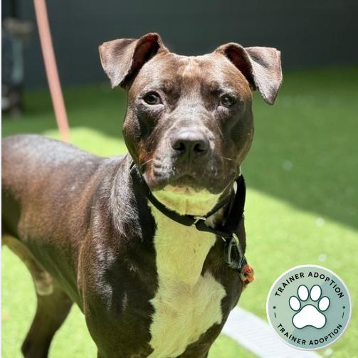 Enlarge Bingo, a Adoptable Mixed Breed in Jupiter, FL image 4/6