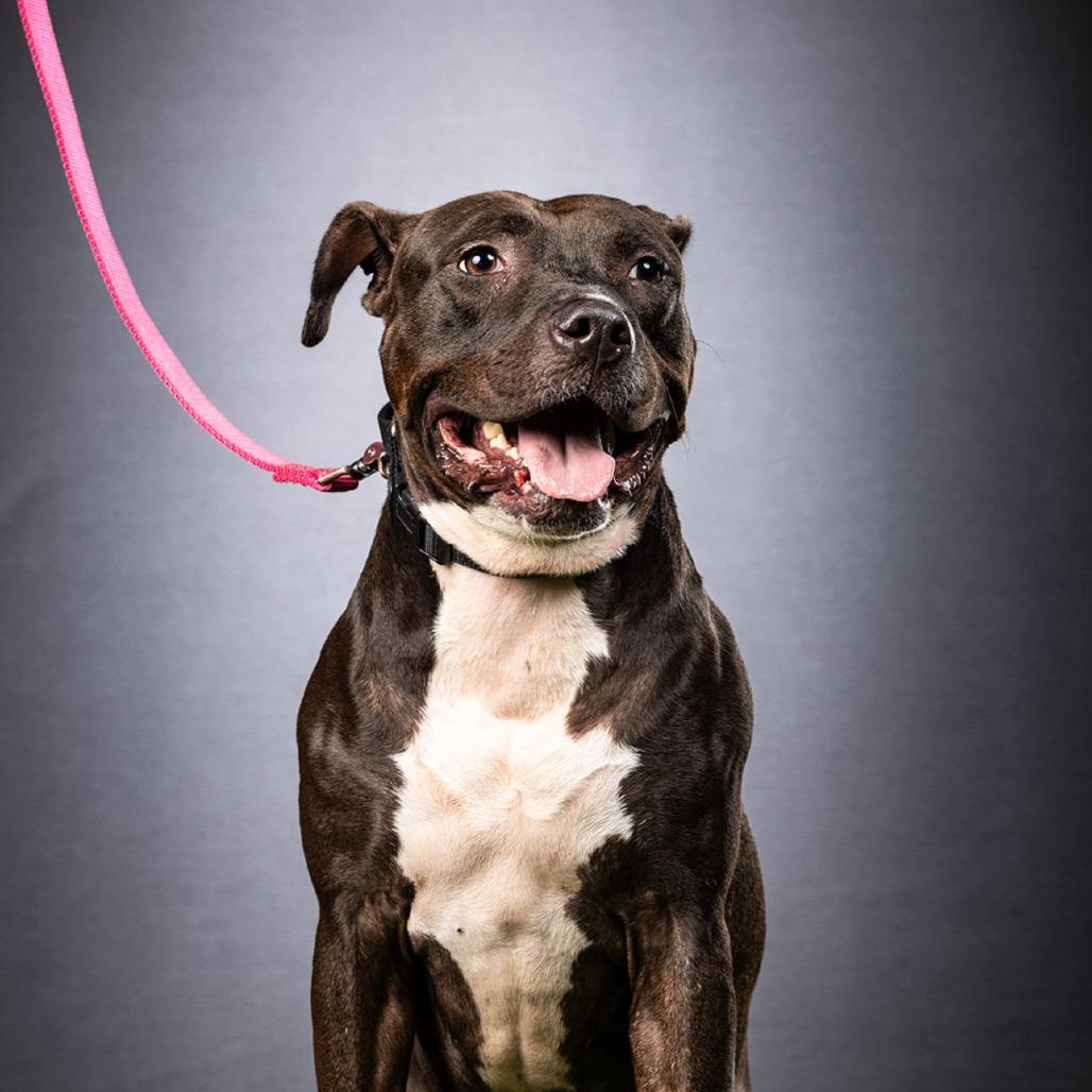 Enlarge Bingo, a Adoptable Mixed Breed in Jupiter, FL image 5/6