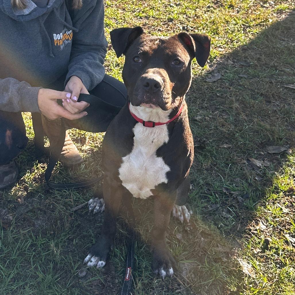 Enlarge Bingo, a Adoptable Mixed Breed in Jupiter, FL image 5/6