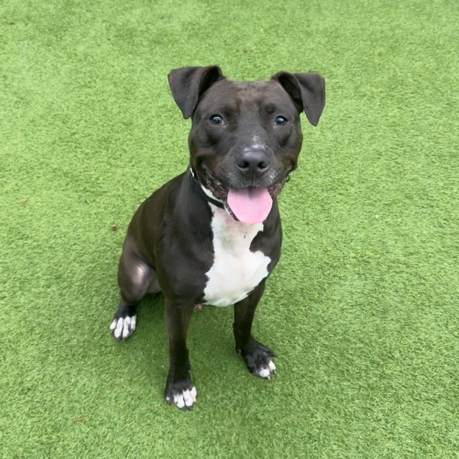 Enlarge Bingo, a Adoptable Mixed Breed in Jupiter, FL image 5/6