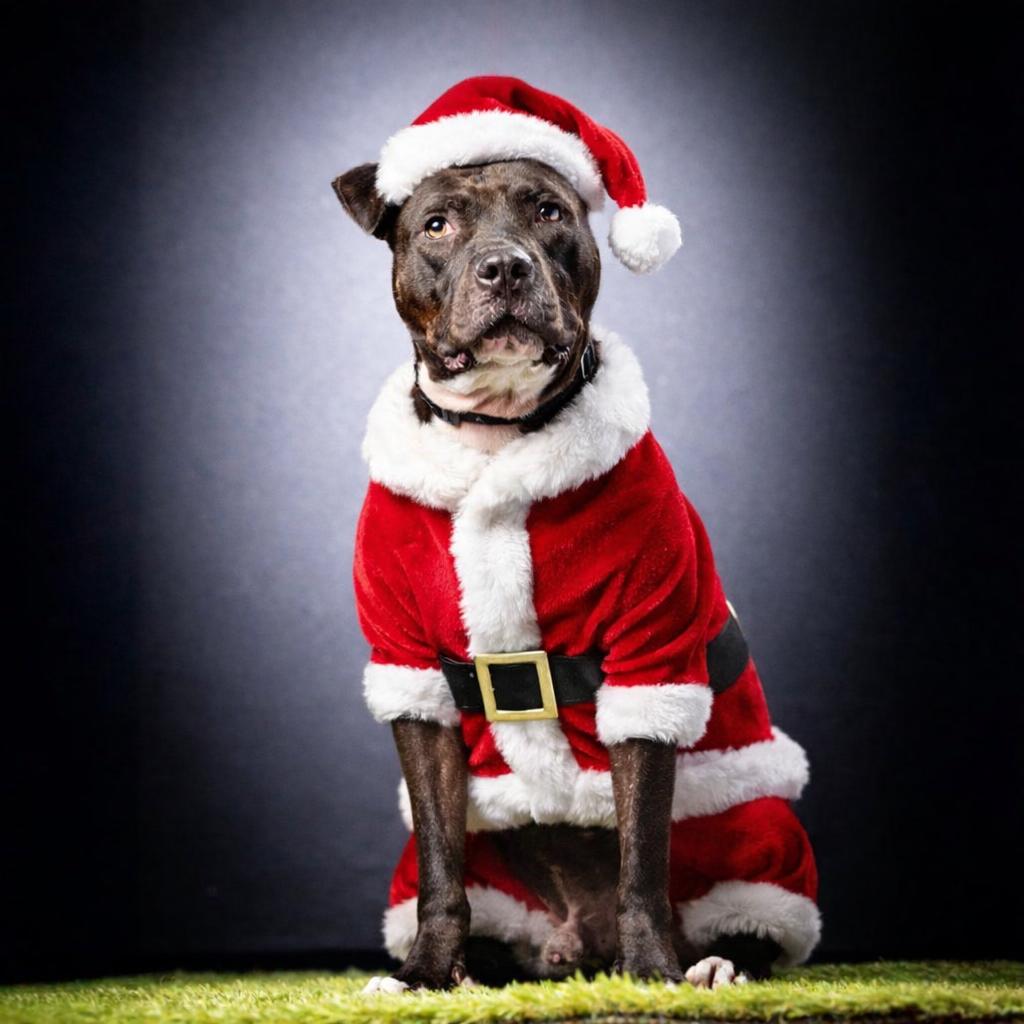 Enlarge Bingo, a Adoptable Mixed Breed in Jupiter, FL image 6/6