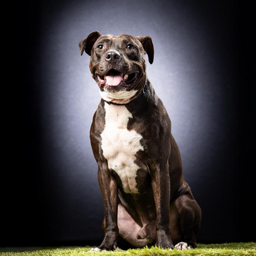 Enlarge Bingo, a Adoptable Mixed Breed in Jupiter, FL image 6/6