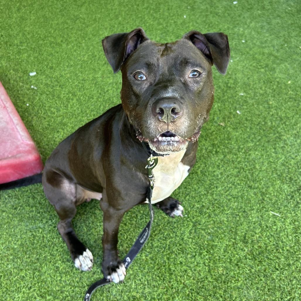 Enlarge Bingo, a Adoptable Mixed Breed in Jupiter, FL image 6/6