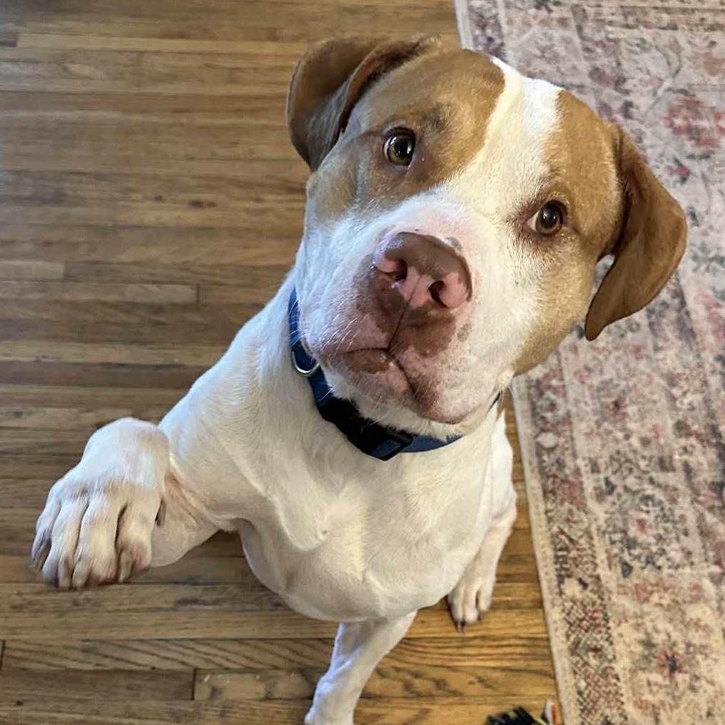 Tyson, a Adoptable mixed breed in Buffalo, NY image 1/6