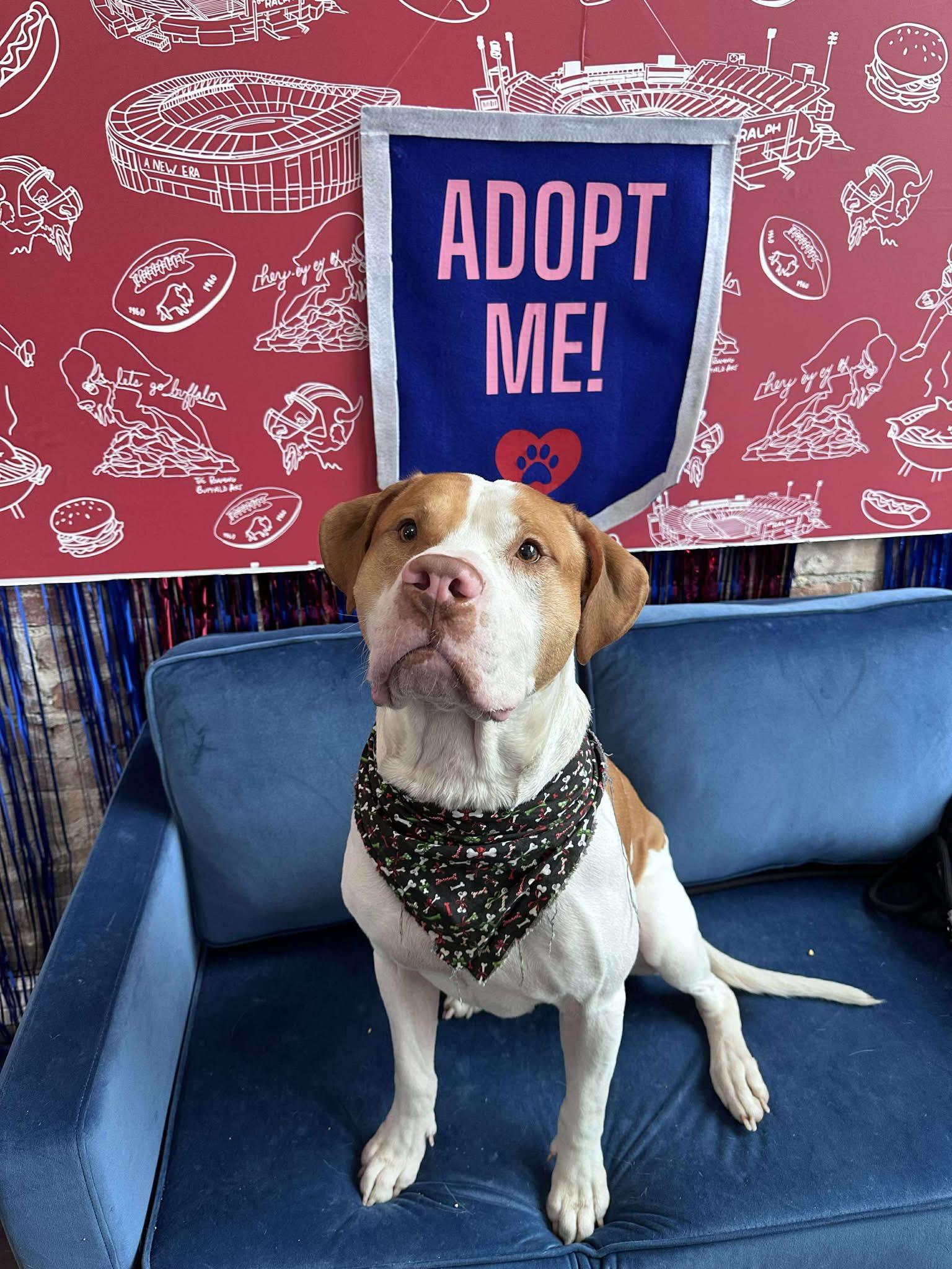 Tyson, a Adoptable mixed breed in Buffalo, NY image 4/6