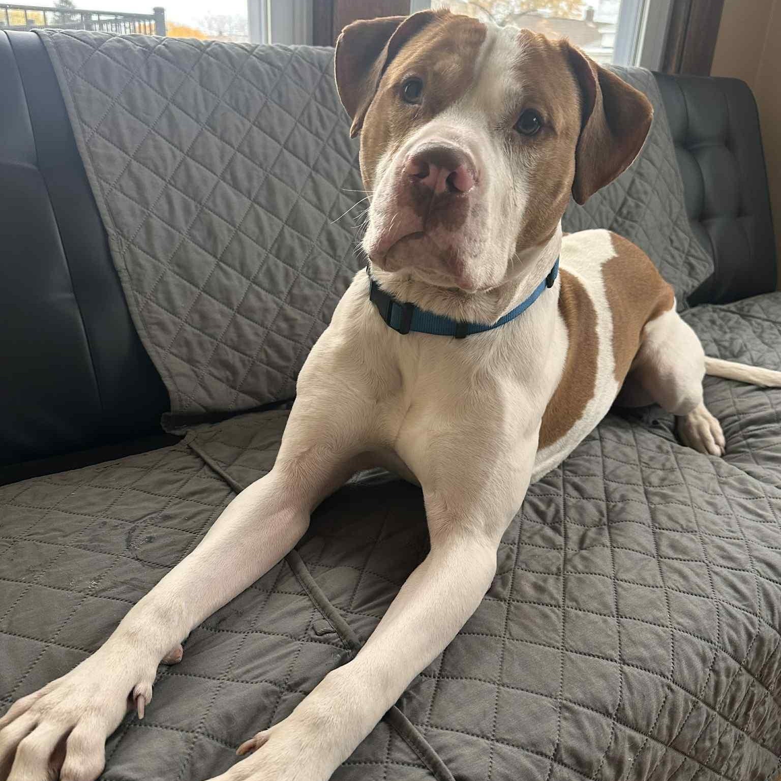 Tyson, a Adoptable mixed breed in Buffalo, NY image 6/6