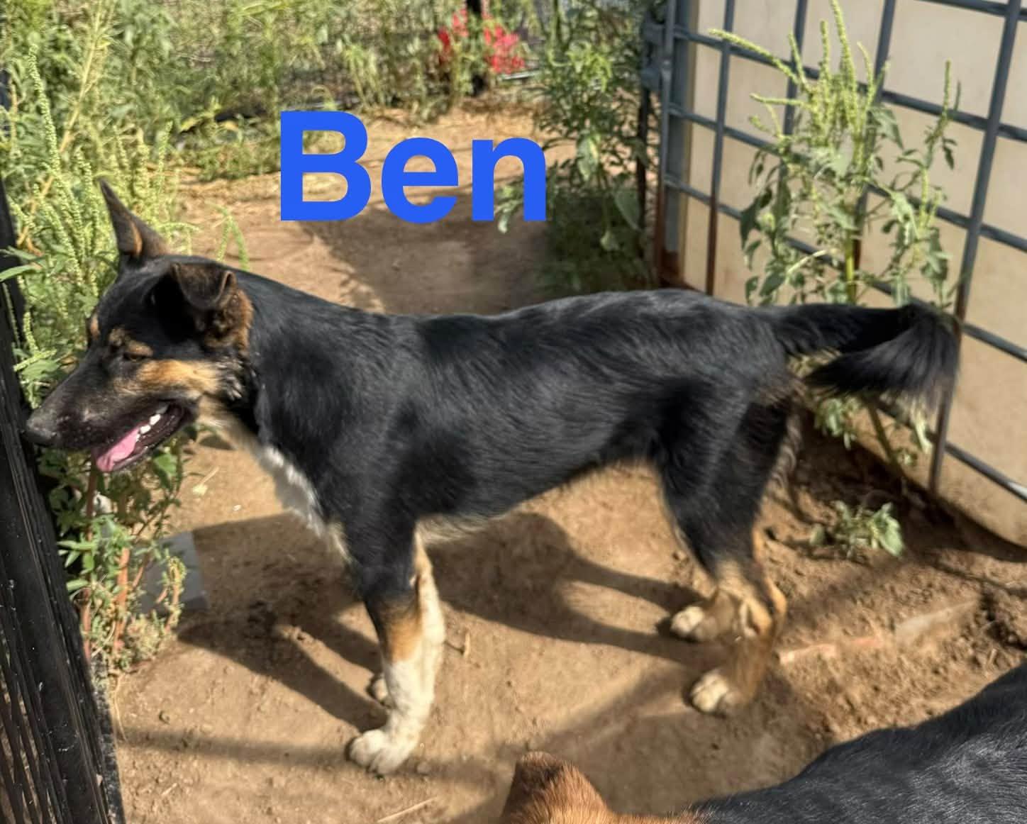 Enlarge Ben, a Adoptable mixed breed in Ulysses, KS image 1/1