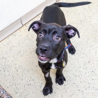 KIWI, Adoptable, Puppy Female Labrador Retriever & Mixed Breed.
