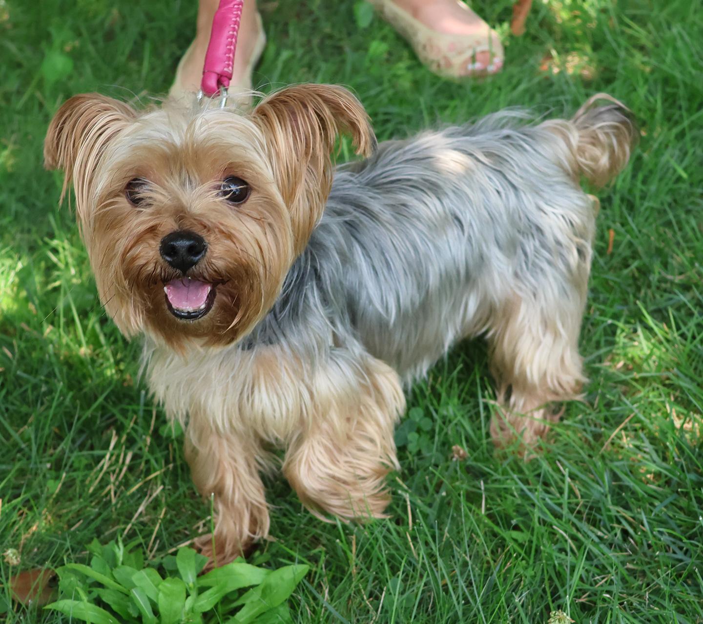 Enlarge Baby, an adopted Yorkshire Terrier in Harrison, NY image 1/4