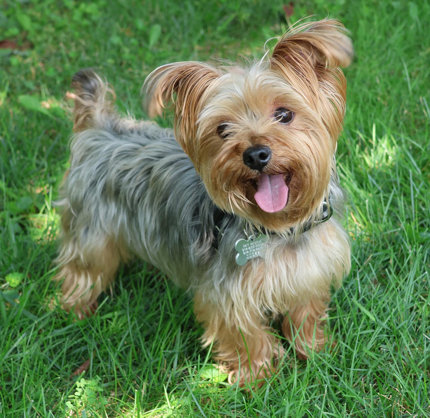 Enlarge Baby, an adopted Yorkshire Terrier in Harrison, NY image 2/4