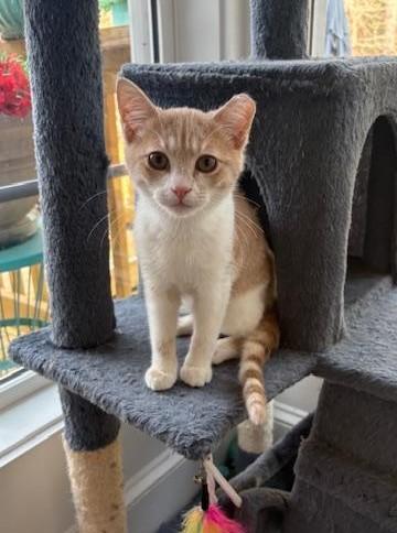 Nutmeg, adopted, Young Female Tabby & Domestic Short Hair.