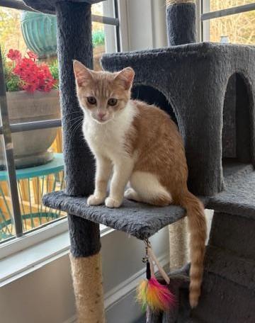 Enlarge Nutmeg, an adopted mixed breed in Columbia, SC image 2/2