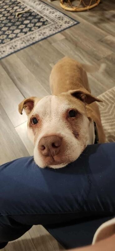 Old Man Winston, a Adoptable mixed breed in Alma, WI image 1/6