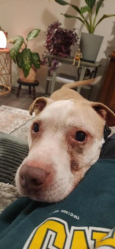 Old Man Winston, a Adoptable mixed breed in Alma, WI image 2/6