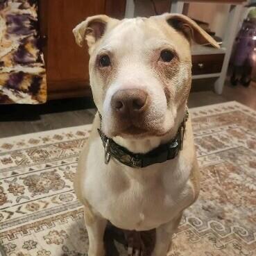 Old Man Winston, a Adoptable mixed breed in Alma, WI image 3/6