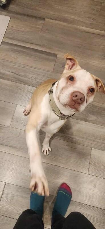 Old Man Winston, a Adoptable mixed breed in Alma, WI image 4/6