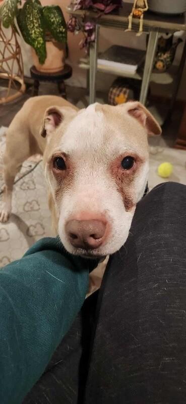 Old Man Winston, a Adoptable mixed breed in Alma, WI image 5/6