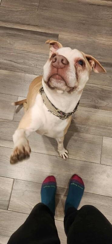 Old Man Winston, a Adoptable mixed breed in Alma, WI image 6/6