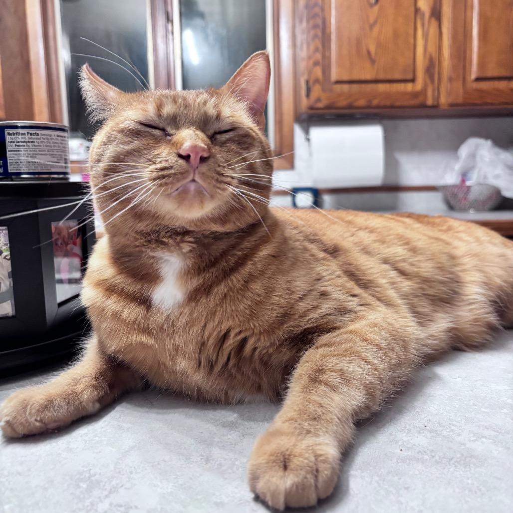 Harry, Adoptable, Adult Male Domestic Short Hair.