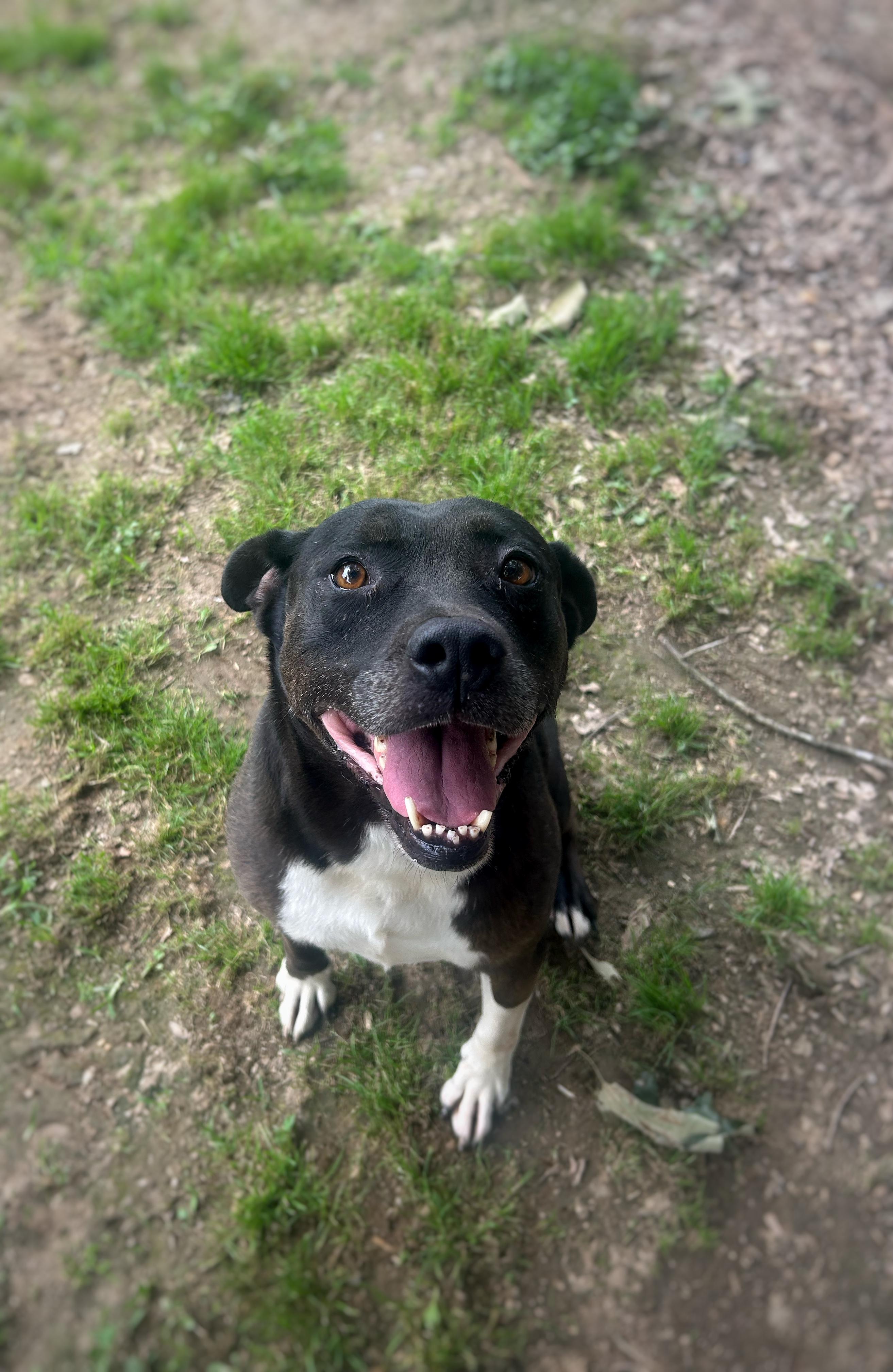 Enlarge Domino, a Adoptable mixed breed in Greenfield, TN image 3/3