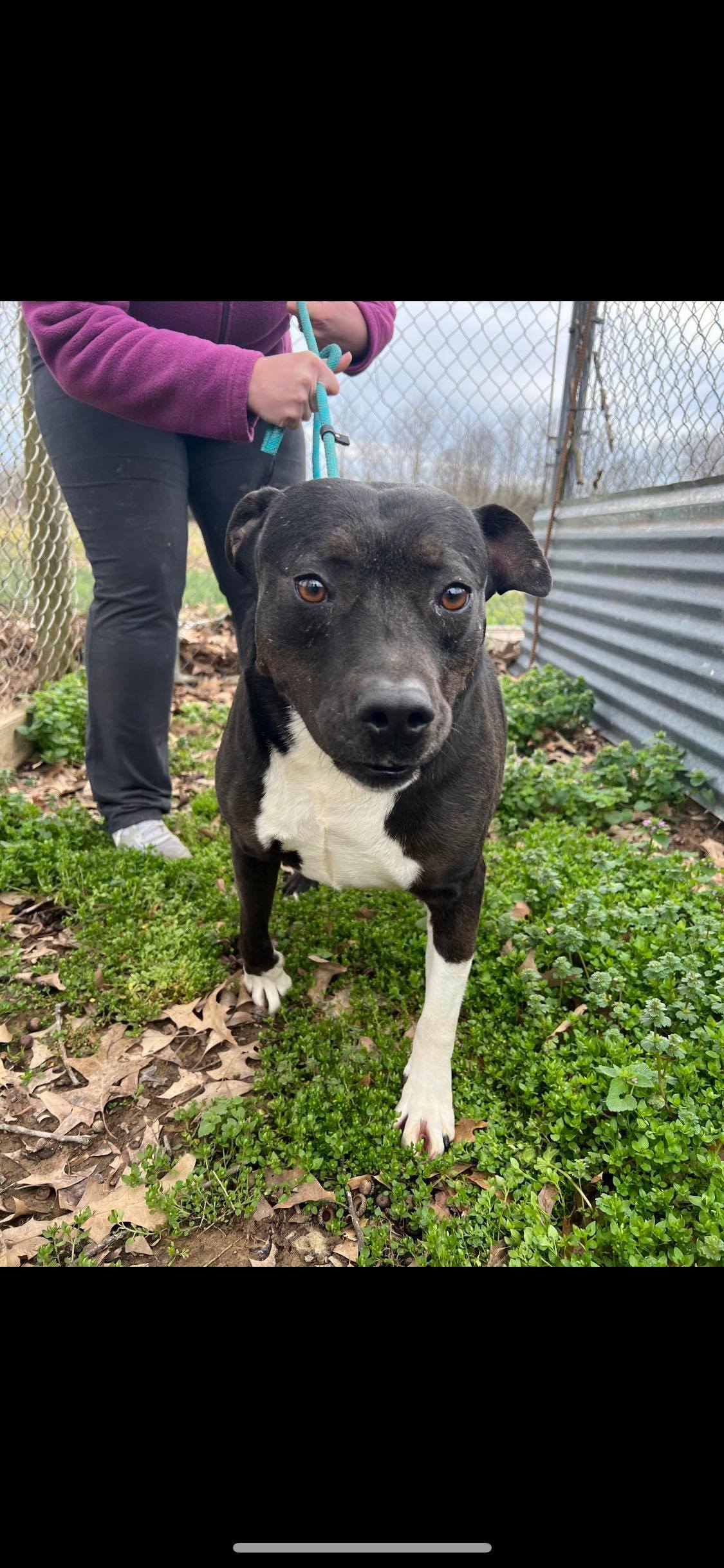 Enlarge Domino, a Adoptable mixed breed in Greenfield, TN image 1/6