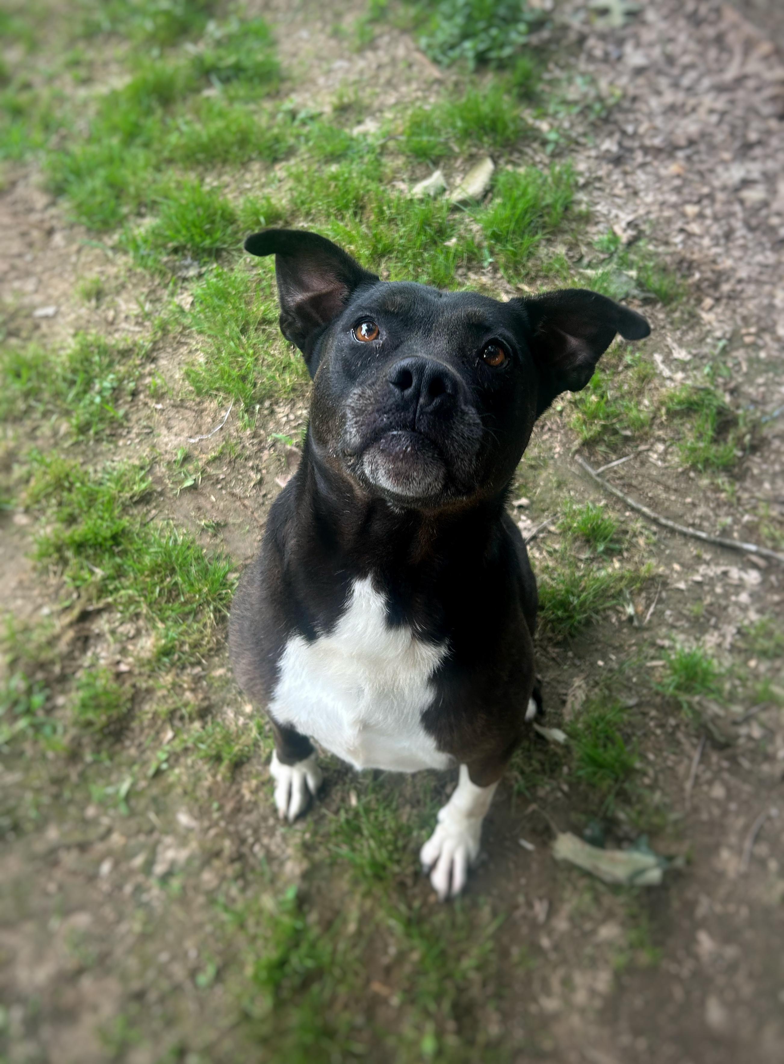 Enlarge Domino, a Adoptable mixed breed in Greenfield, TN image 1/3