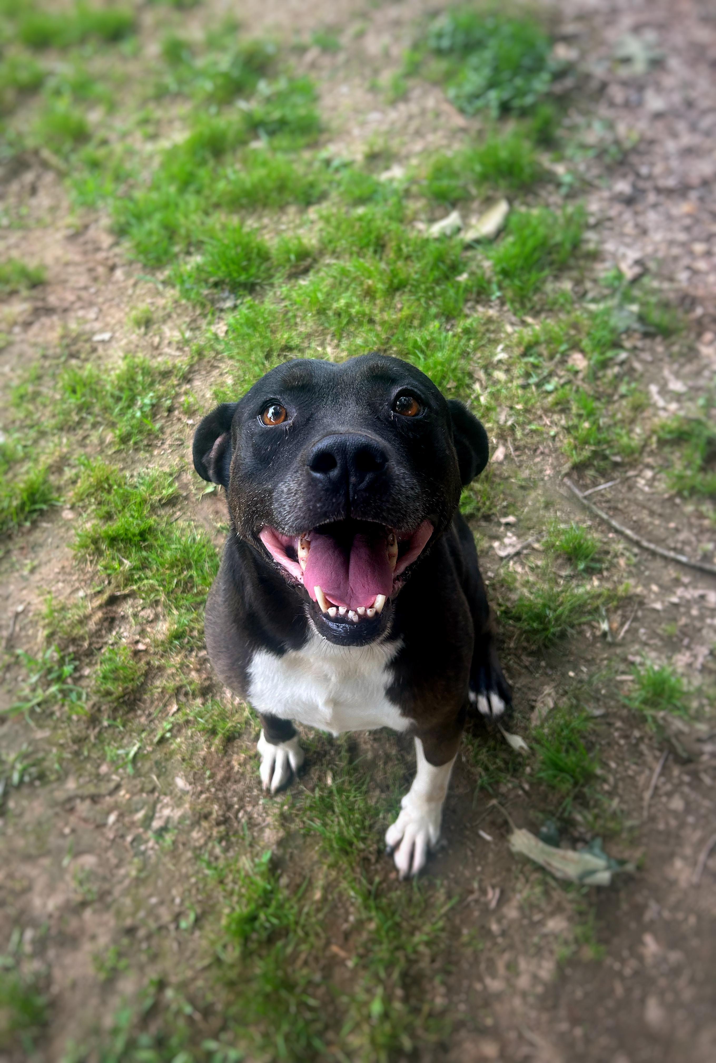 Enlarge Domino, a Adoptable mixed breed in Greenfield, TN image 2/3