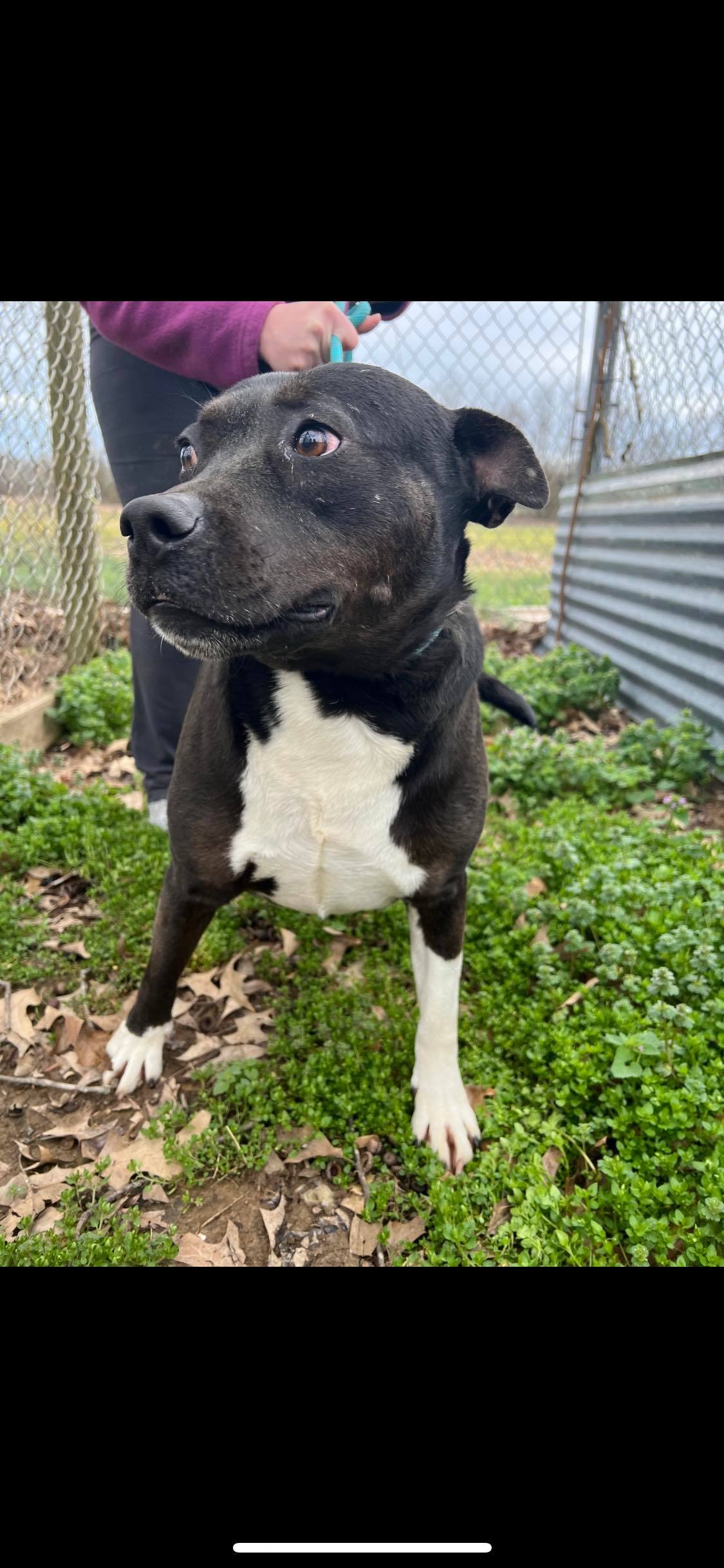 Enlarge Domino, a Adoptable mixed breed in Greenfield, TN image 2/6