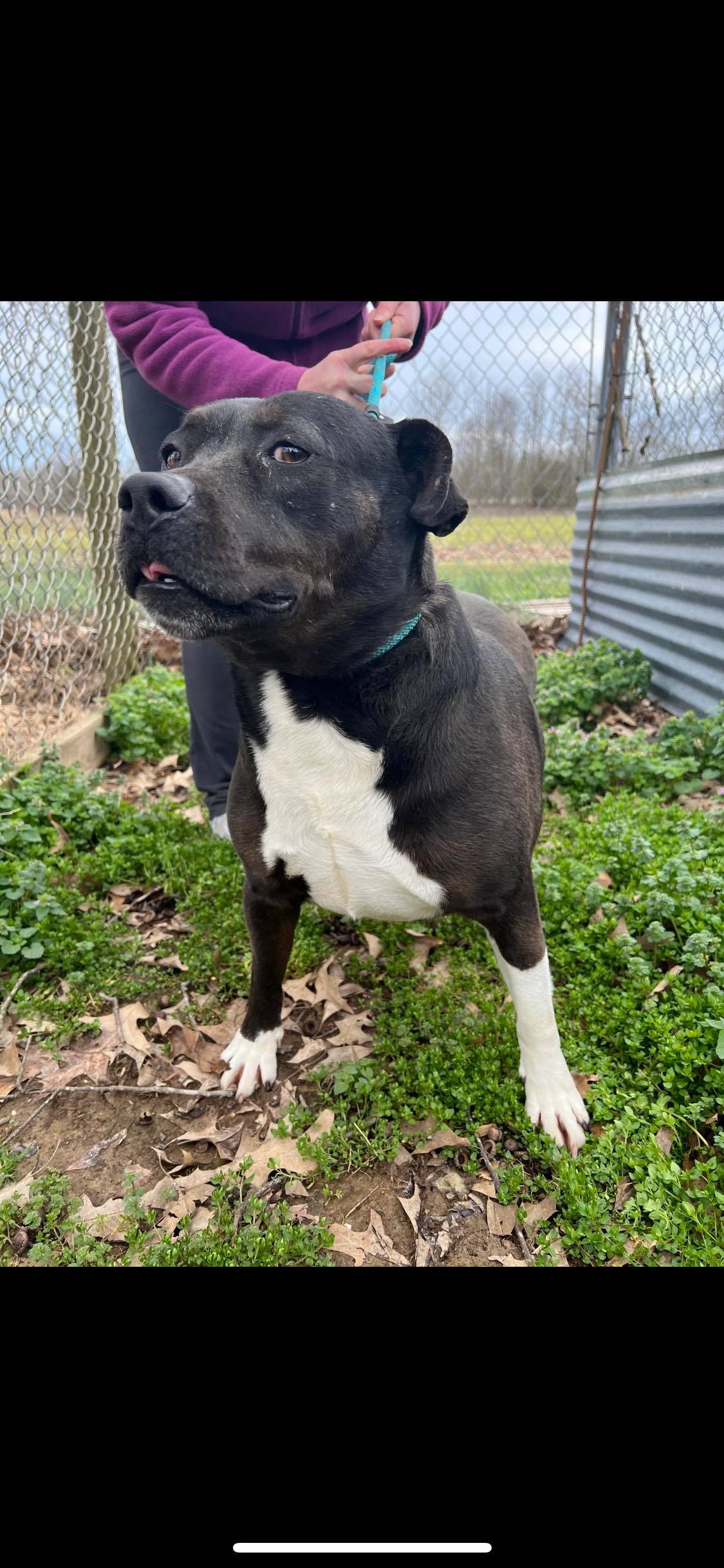 Enlarge Domino, a Adoptable mixed breed in Greenfield, TN image 3/6