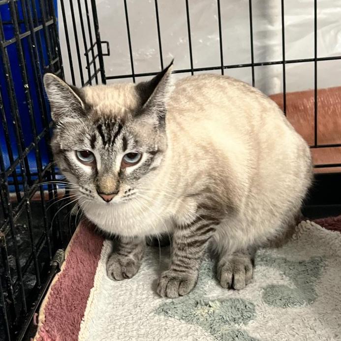 Duchess, Adoptable, Adult Female Domestic Short Hair.