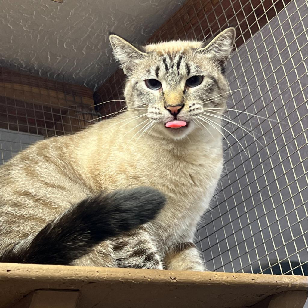 Duchess, a Adoptable Domestic Short Hair in Blairsville, GA image 2/6