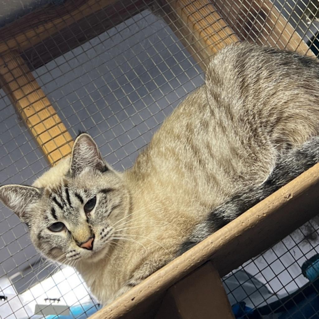 Duchess, a Adoptable Domestic Short Hair in Blairsville, GA image 3/6