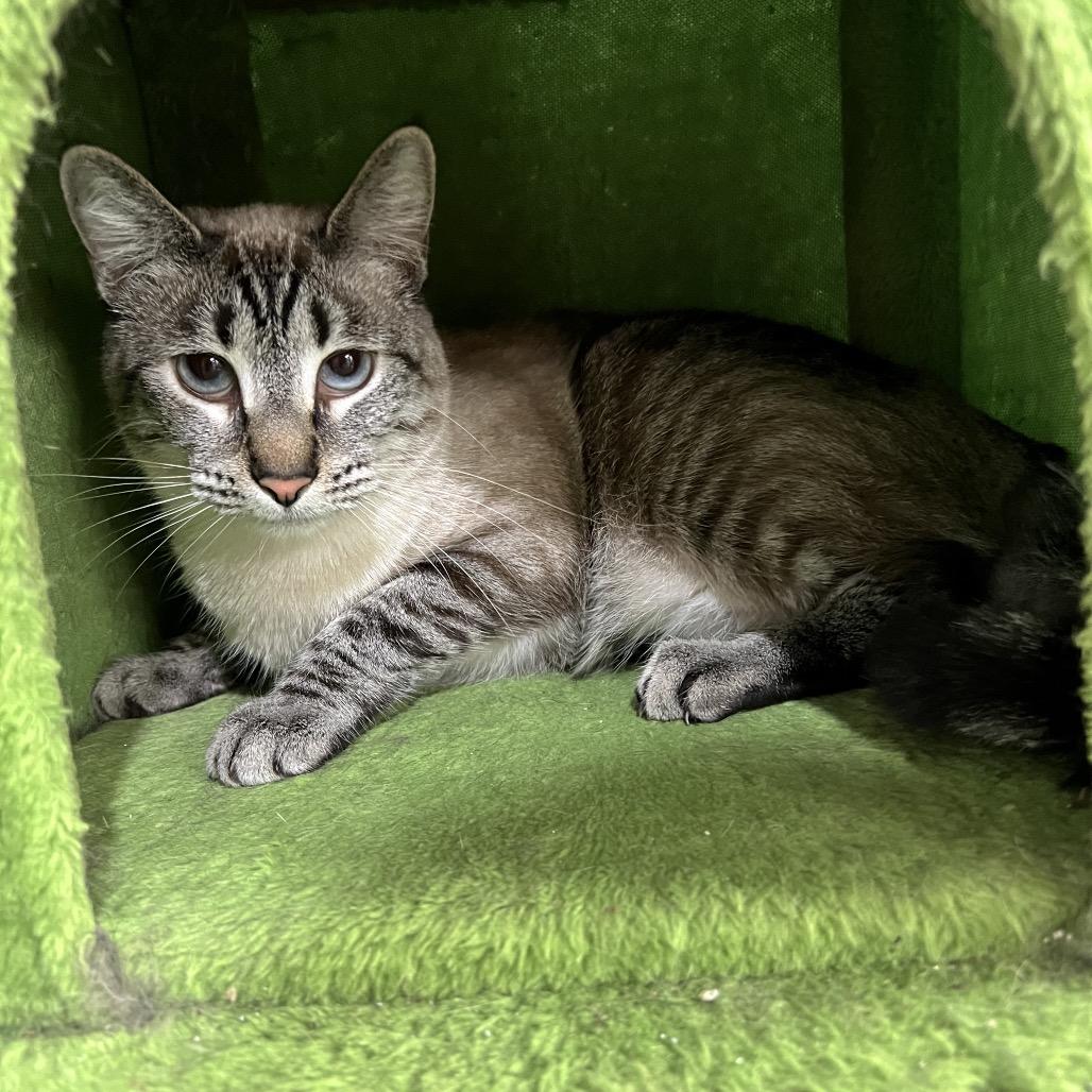 Duchess, a Adoptable Domestic Short Hair in Blairsville, GA image 4/6