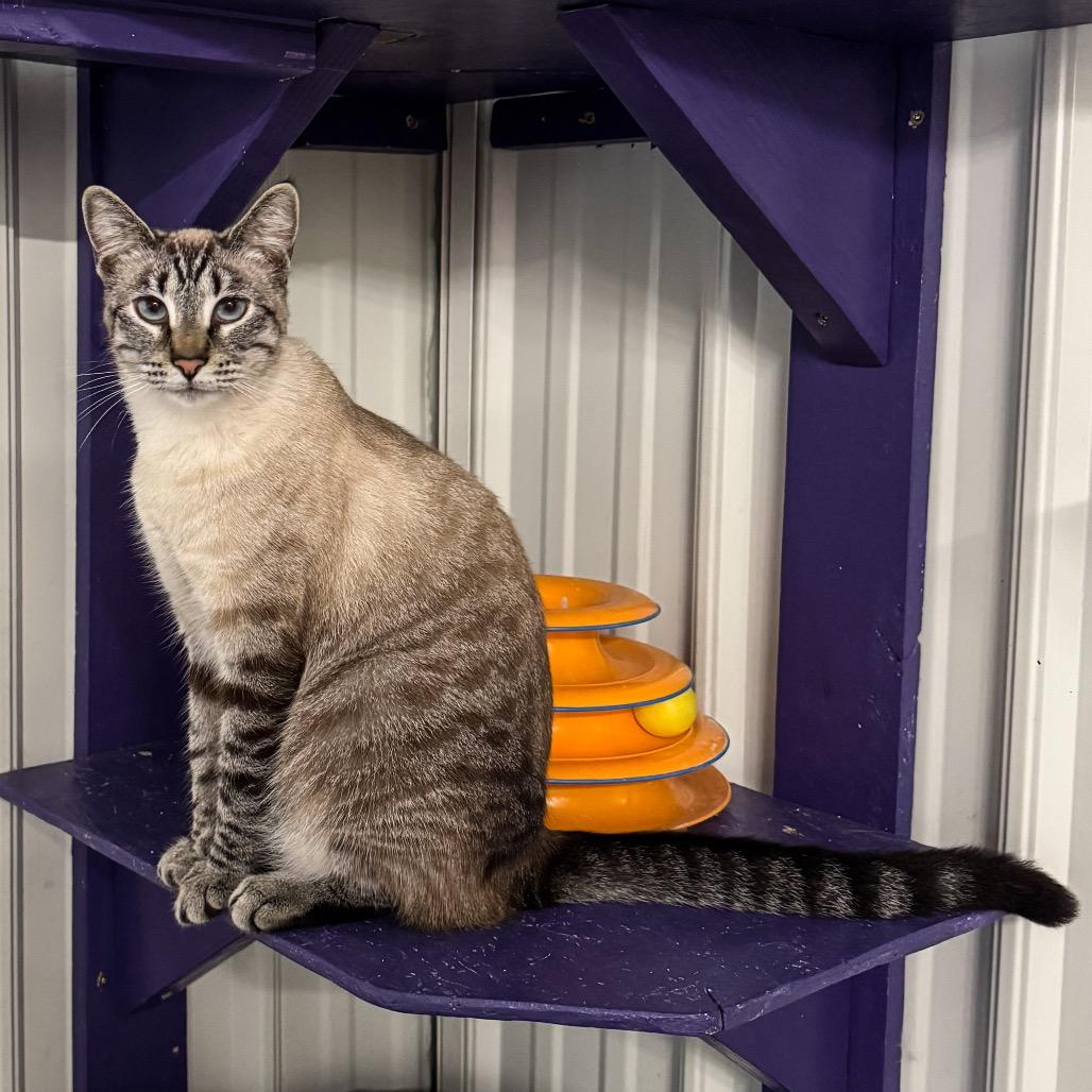 Duchess, a Adoptable Domestic Short Hair in Blairsville, GA image 5/6