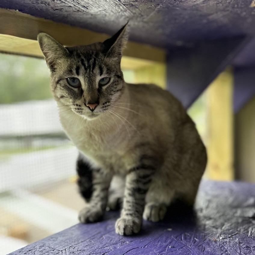 Duchess, a Adoptable Domestic Short Hair in Blairsville, GA image 6/6