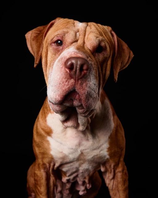 Enlarge Sasha, a Adoptable mixed breed in Chicago, IL image 2/6