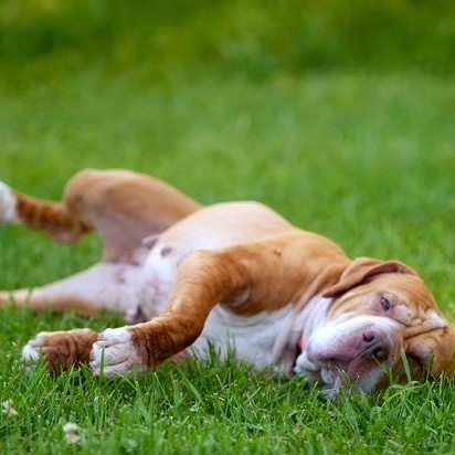 Enlarge Sasha, a Adoptable mixed breed in Chicago, IL image 3/6