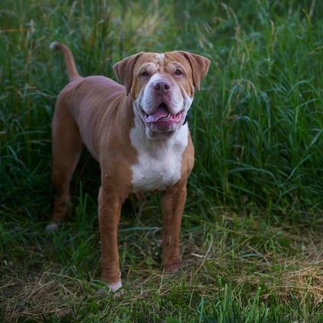Enlarge Sasha, a Adoptable mixed breed in Chicago, IL image 4/6