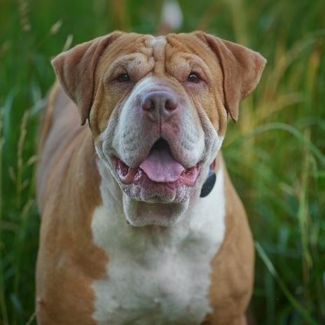 Enlarge Sasha, a Adoptable mixed breed in Chicago, IL image 6/6