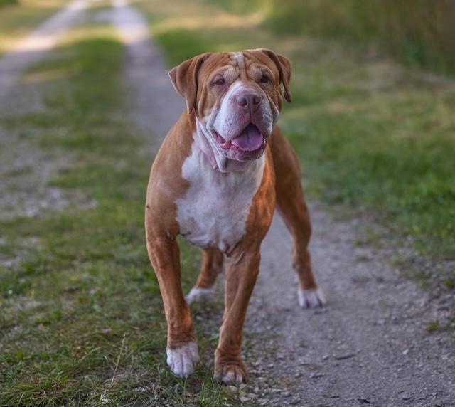 Enlarge Sasha, a Adoptable mixed breed in Chicago, IL image 5/6