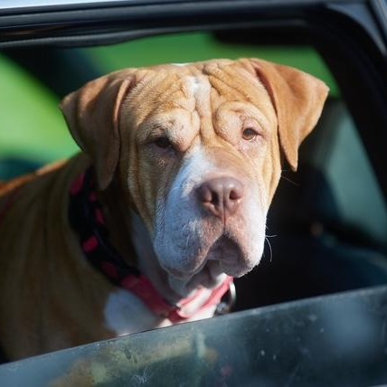 Sasha, Adoptable, Adult Female Shar-Pei.