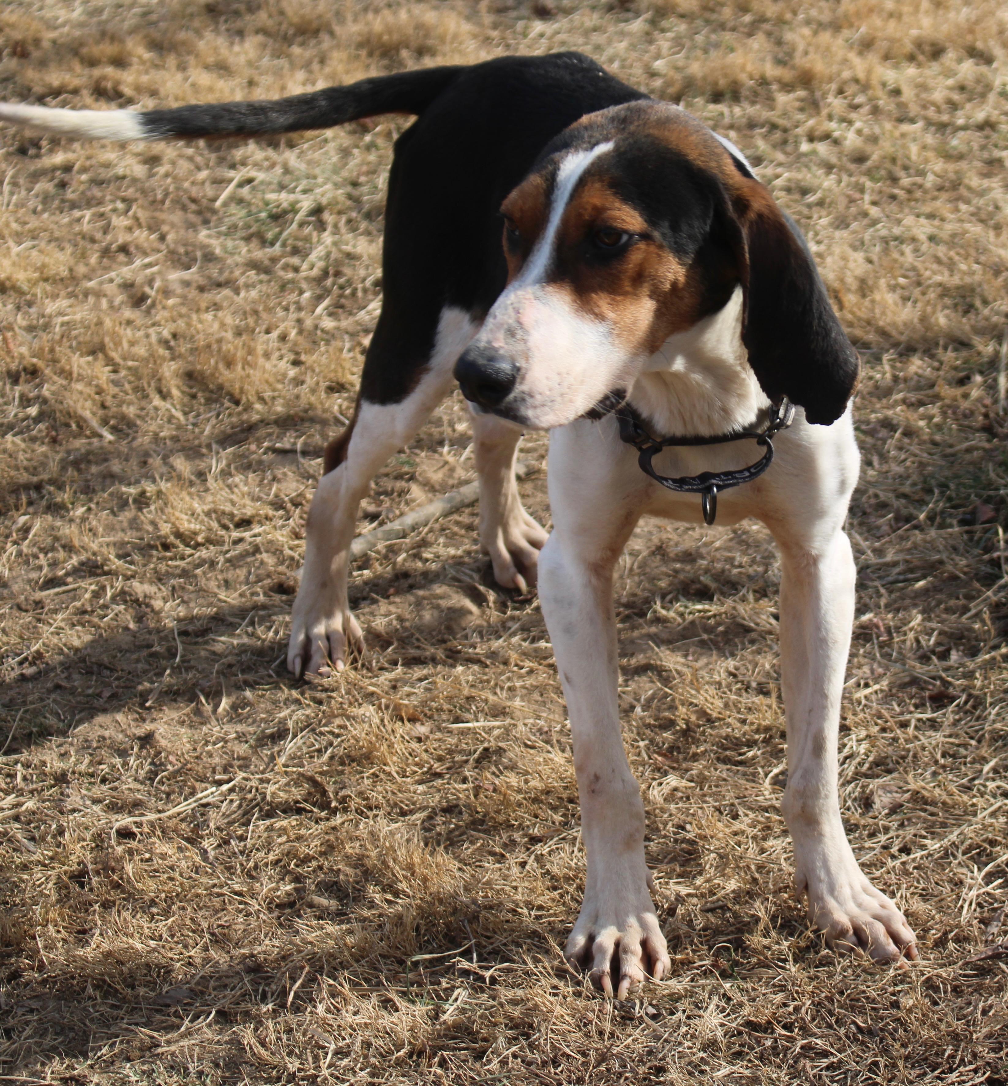 Enlarge Whiskey sunrise, an adopted Treeing Walker Coonhound in Stuarts Draft, VA image 3/5