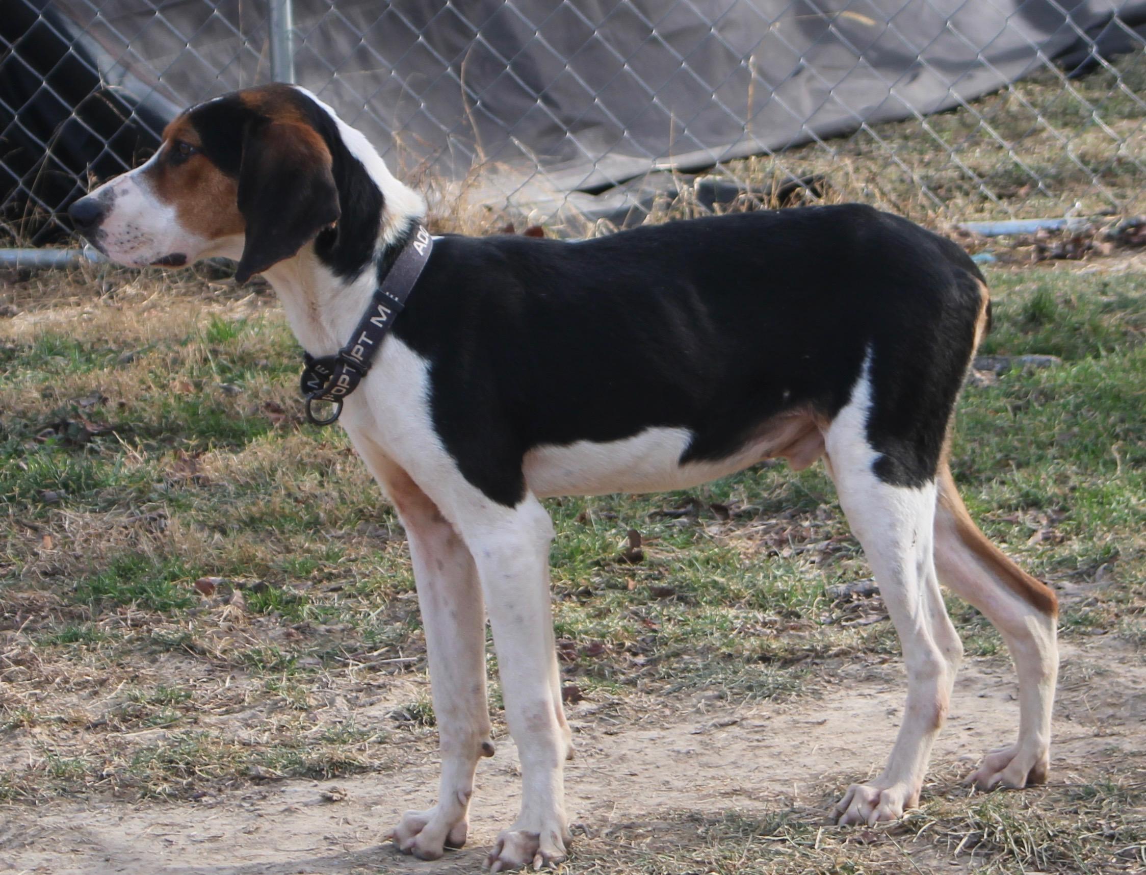 Enlarge Whiskey sunrise, an adopted Treeing Walker Coonhound in Stuarts Draft, VA image 4/5